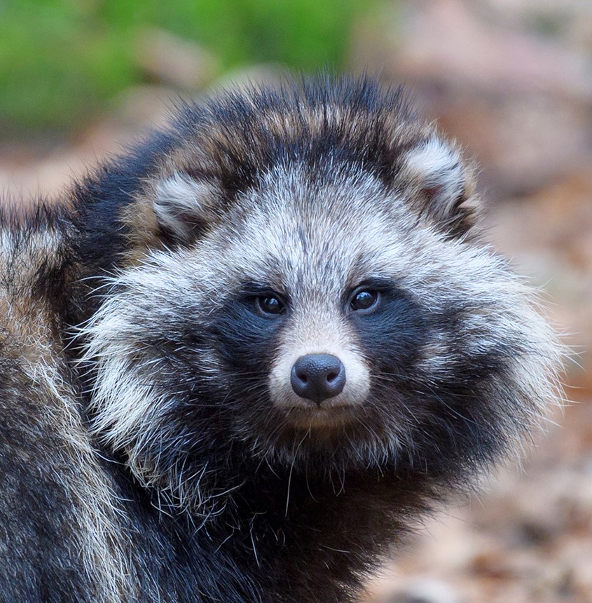 Homepage Neobiota Steiermark
© Michael Breuer